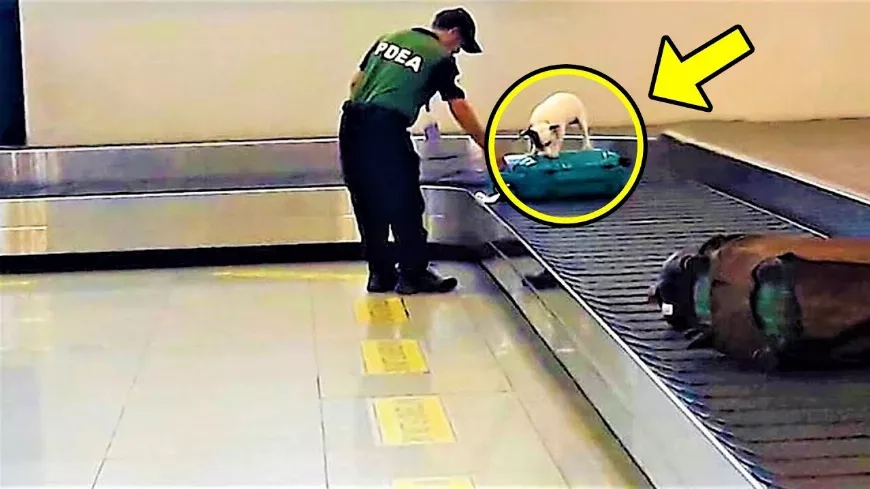 A kutya 🐕‍🦺 megugatta a bőröndöt, majd a reptéri tisztviselők ellenőrizték, és megdöbbentek...